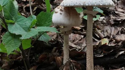 Czubajka kania Macrolepiota procera