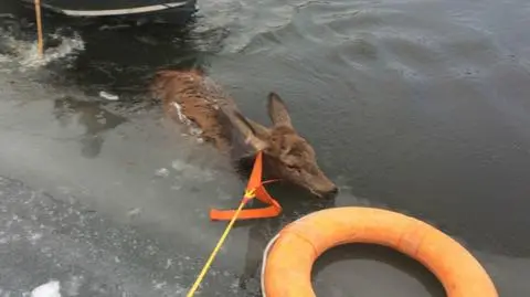 Trudna walka o życie trzech jeleni. Rwąca i lodowata rzeka stała się śmiertelną pułapką