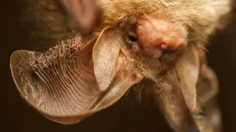 Chiropterolodzy mają powody do niepokoju