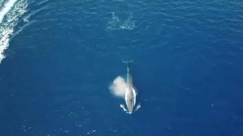 Zagubiony w Morzu Czerwonym. Ogromny płetwal błękitny pływał przy brzegu