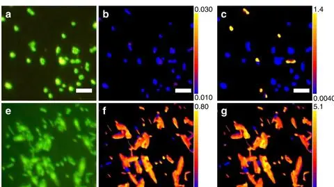 Naukowcy ożywili mikroorganizmy sprzed ponad 100 milionów lat
