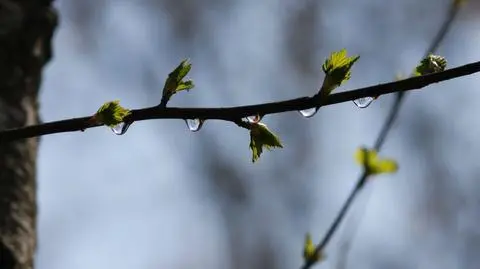 Brzoza będzie pylić silnie