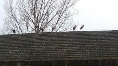 Osiem bocianów na jednym stało dachu