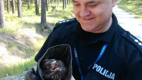 Myszołów uratowany przez policjantów