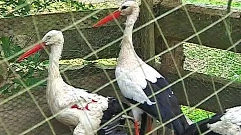 Bociany też ucierpiały z powodu nawałnic