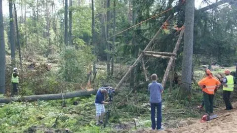 Uratowany 300-letni cis dobrze rokuje