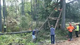 Akcja podnoszenia drzewa