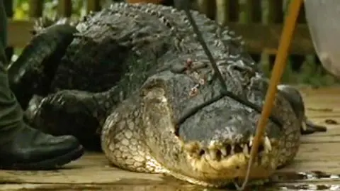 Zastrzelili aligatora, bo mógł zabić człowieka