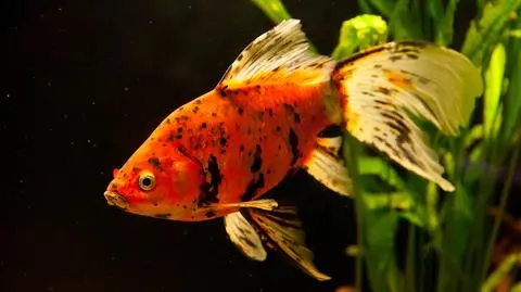 Złote rybki odróżniają Bacha od Strawińskiego