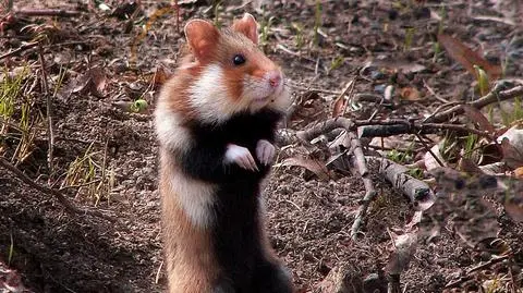 Chomik znalazł się na liście gatunków krytycznie zagrożonych