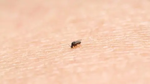 Sposoby na meszki – jak uniknąć ukąszenia?