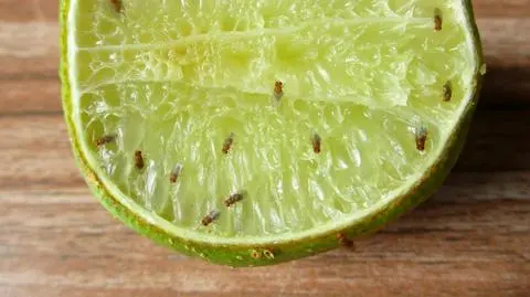 Jak się pozbyć muszek owocówek? Domowe sposoby na owocówki