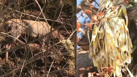 "Często dla zwierzęcia to śmierć z głodu albo kalectwo"