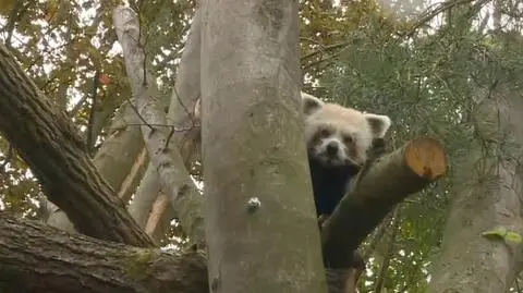 Nowy mieszkaniec gdańskiego zoo