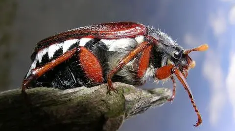 Aktualnie czytasz: Oko w oko z insektem i zającem