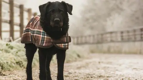Zimą pamiętaj o zwierzętach. Pomóż im przetrwać mrozy