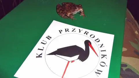 "Ocalić żabie kumkanie"
