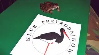 Żaba uratowana przez ekologów