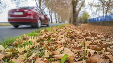 Porywy wiatru sięgną nawet 60-70 km/h