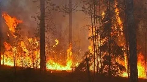 Polska w niechlubnej czołówce. Pożary lasów wybuchają u nas raz po raz