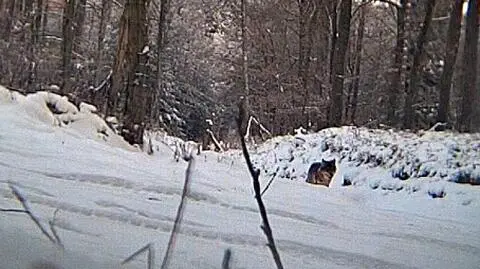 Wilki podchodzą coraz bliżej Olsztyna
