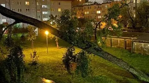 Wiatr łamał drzewa w stolicy