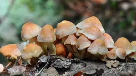 Łysiczka trująca Psilocybe fascicularis
