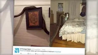 Ogromny pyton na ścianie