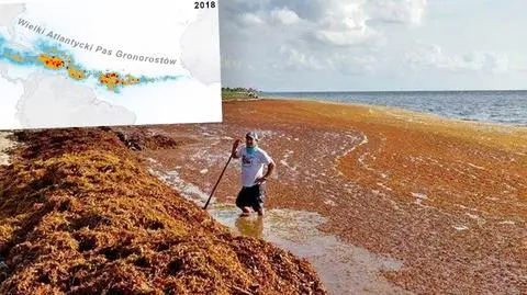 "Wielki Atlantycki Pas Gronorostów" 