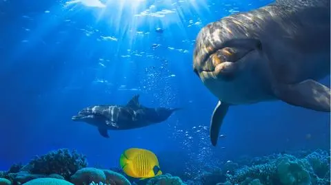 Delfiny też dają prezenty. Ludziom