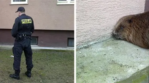 Bobry pojawiły się w miastach Mazowsza