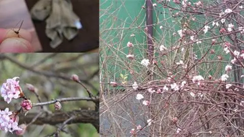 "Czekamy na święta, a tu pachnie wiosną". Stokrotki, pąki na drzewach i komary