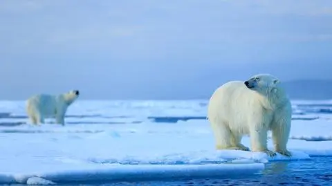 Niedźwiedzie polarne są na krawędzi. Mogą wyginąć do końca wieku