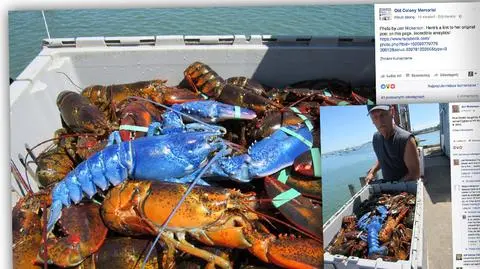 Zobaczcie "fluorescencyjnego" homara. Taki okaz zdarza się raz na dwa miliony