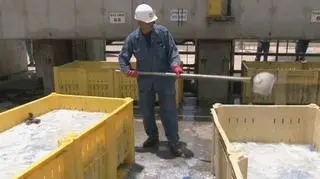 Pracownik fabryki sprząta meduzy