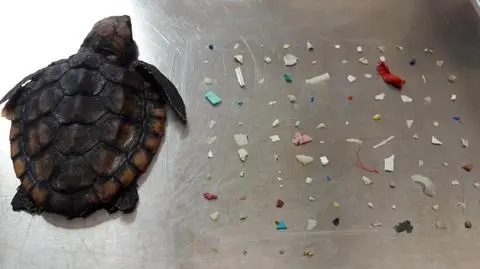 Martwy żółw na plaży. Zjadł ponad 100 kawałków plastiku
