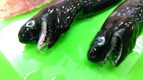 Trigonognathus kabeyai - intrygujący, rzadki gatunek rekina (Fisheries Research Institute)