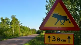 Łoś staną na drodze norweskiego kierowcy