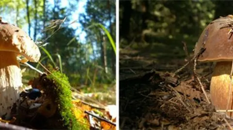 W lasach sucho, ale grzybów nie brakuje