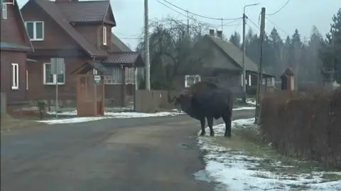 Zagląda na podwórka, spaceruje po wsi. Poznajcie żubra Wojtka
