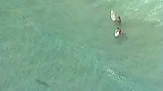 Rekiny nie straszne surferom