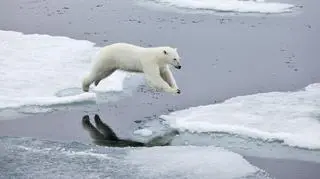 Niedźwiedzie polarne żyją na lodzie morskim