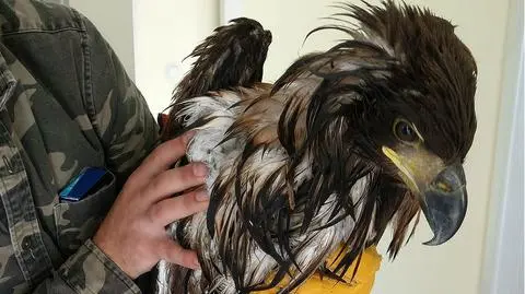 Znaleziono zatrutego bielika