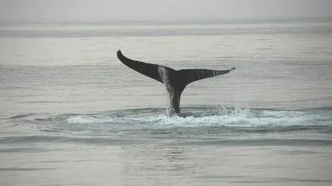 Martwy finwal w Zatoce Bostońskiej
