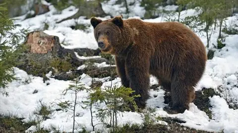 Niedźwiedzie w Bieszczadach wykazują się w tym sezonie dużą aktywnością