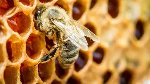 Zaadoptuj pszczołę w akcji Greenpeace