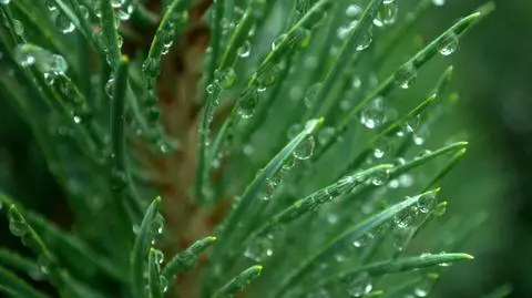 5 tys. kary za zrywanie gałęzi