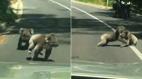 Walka uliczna w wydaniu koali