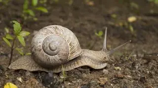 Mazurskie winniczki jeszcze się nie uaktywniły po długiej zimie 
