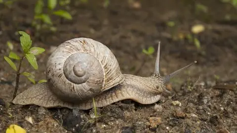 Mazurskie ślimaki nie czują wiosny. Zbiór winniczków opóźniony